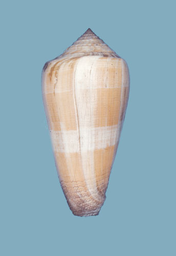 Conus (Pionoconus) daullei (Crosse, 1858) voir Conus (Pionoconus) consors Daulle10