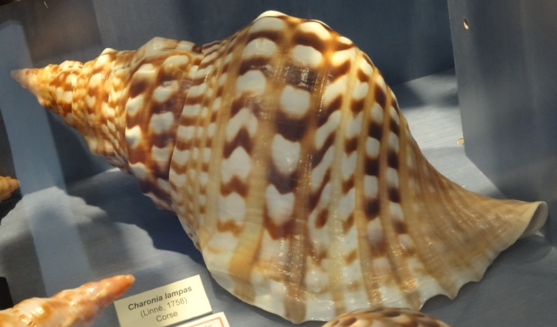 Musée des coquillages de Méditerranée de Saint Jean-Cap Ferrat (06) Dsc00113