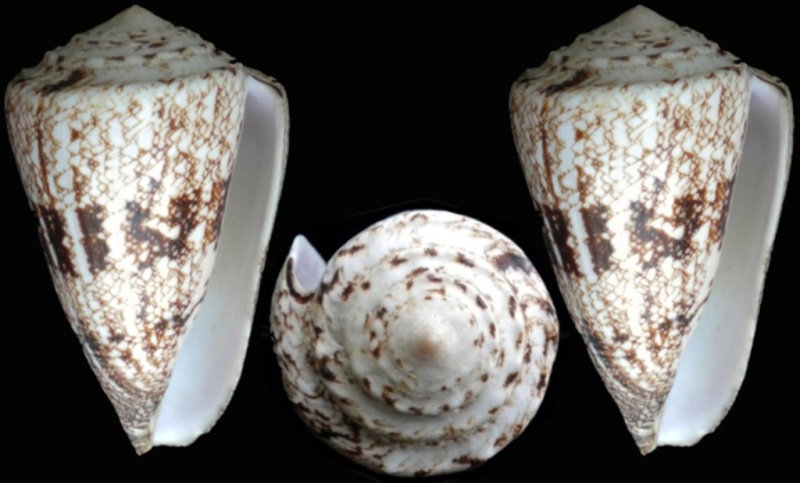 Conus (Conus) araneosus  [Lightfoot, 1786]  Dscn5210