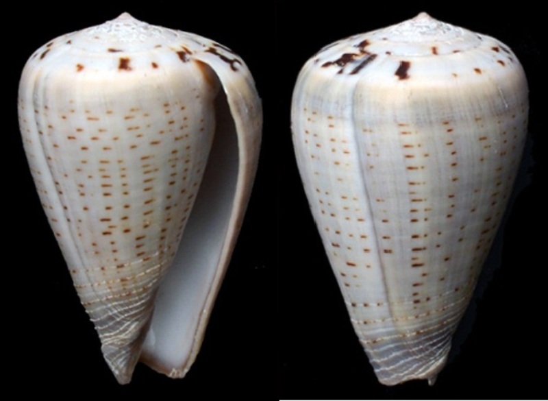 Conus (Dendroconus) glaucus  Linnaeus, 1758 Glaucu10