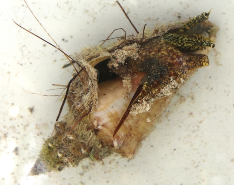 Strombidae Aliger gigas - (Linnaeus, 1758) Img_2714
