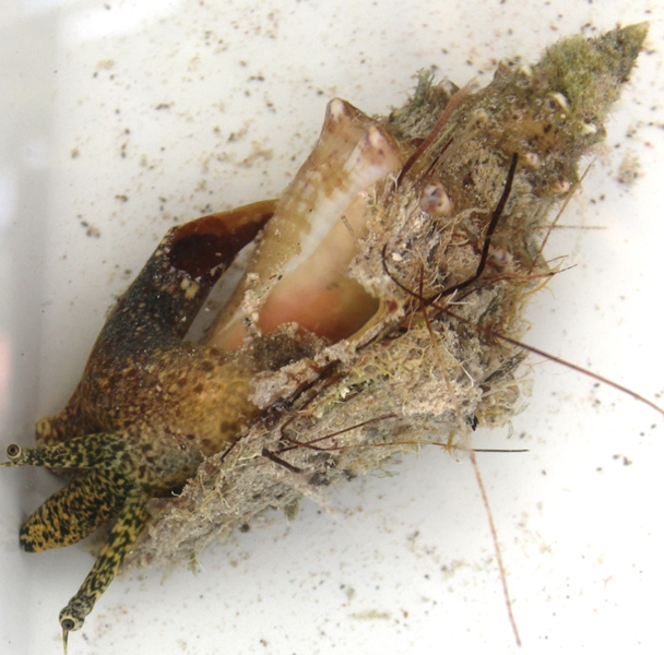 Strombidae Aliger gigas - (Linnaeus, 1758) Img_2715