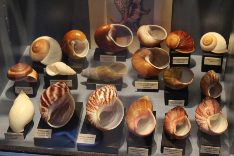 Musée des coquillages de Méditerranée de Saint Jean-Cap Ferrat (06) Img_4334