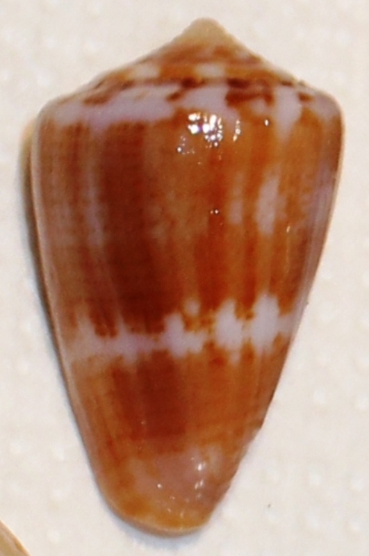 Conus (Strategoconus) splendidulus  GB Sowerby I, 1833 Mad_1-10