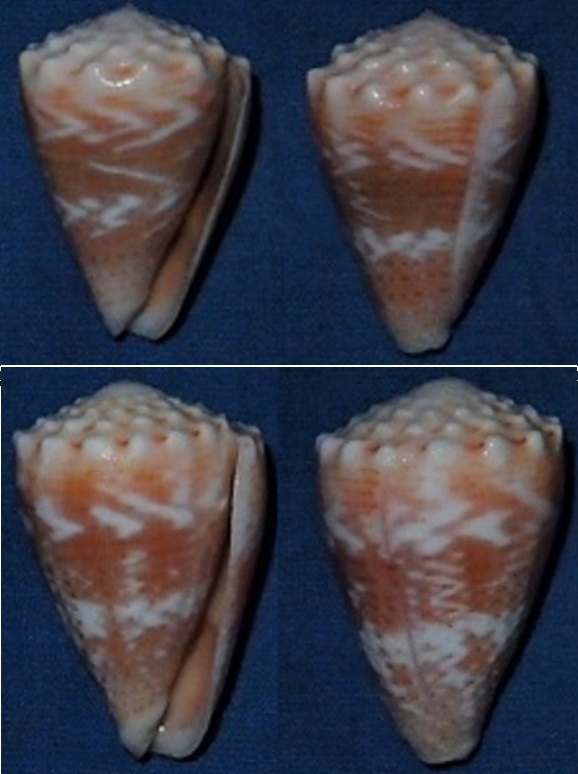 Conus (Virroconus) sinaiensis Petuch and Berschauer, 2016 Miliar10