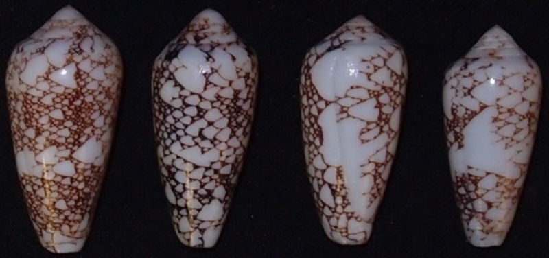 Conus (Darioconus) pennaceus Born, 1778 - de Saint Brandon Omaria10