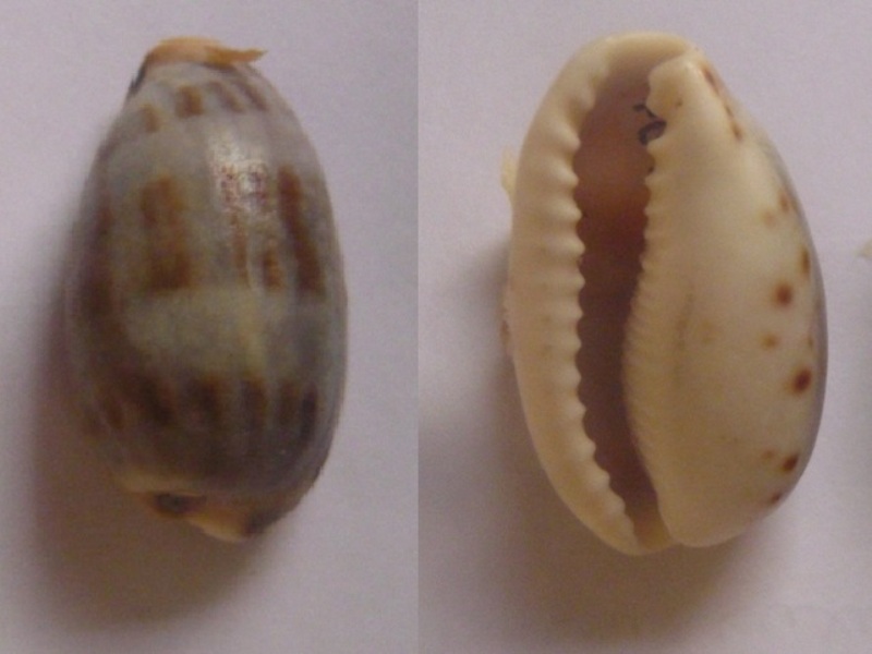 Cypraea caurica elongata / marque Post 3 P1010716