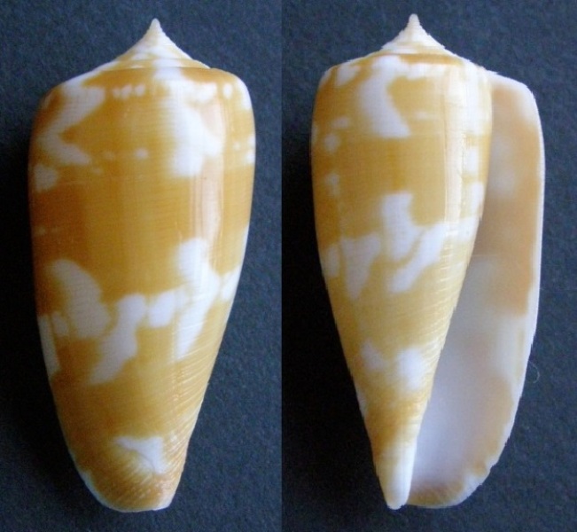 Conus (Phasmoconus) filamentosus (Reeve, 1849) voir Conus (Ph) conspursus P4229410