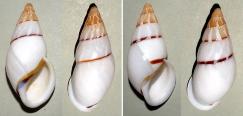 Chrysallis virgata porracea (Jay, 1839) Terres12