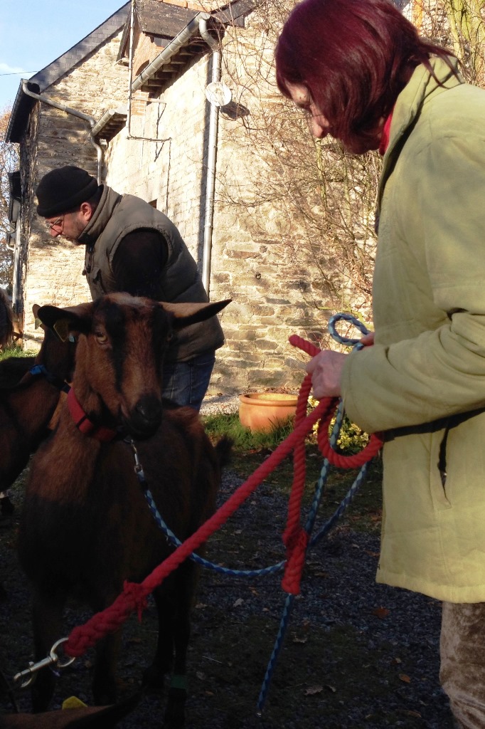 RECHERCHE VOLONTAIRES pour aider à sortir des chevres Img_2510