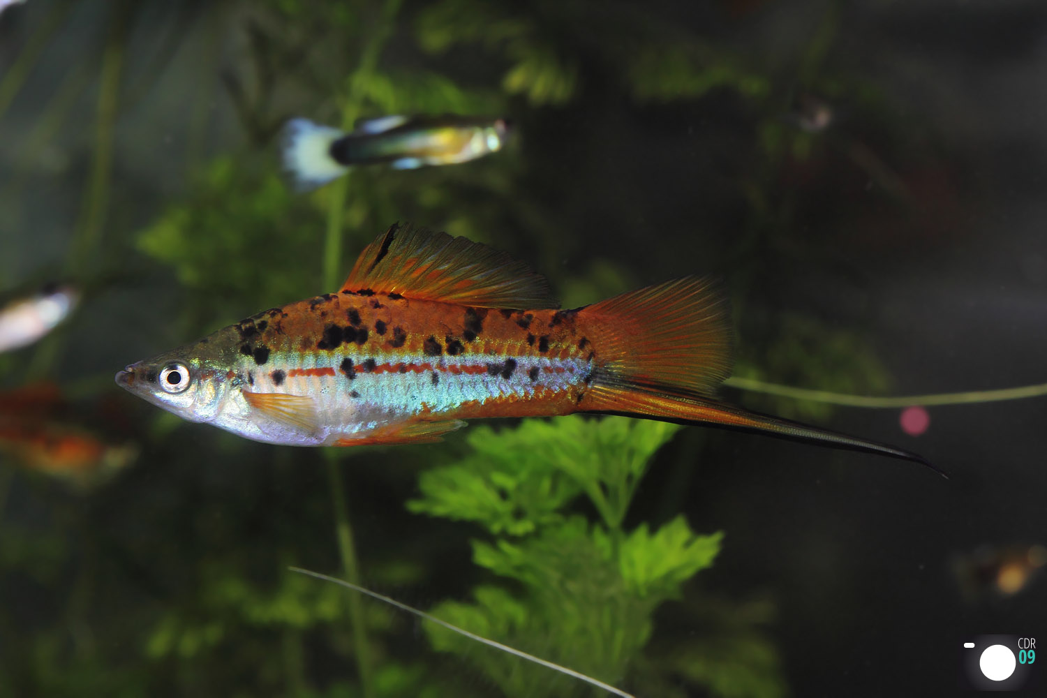 Mr & Mme xiphophorus helleri guntheri Img_3210