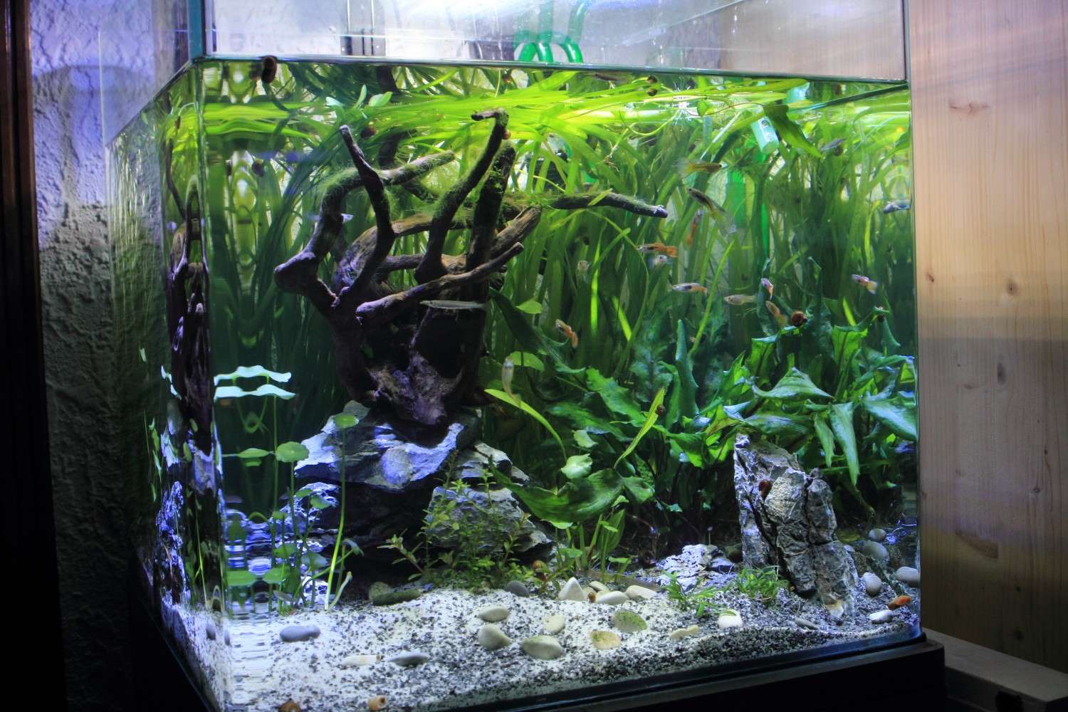 Aquarium cube 91l - Page 2 Img_4610