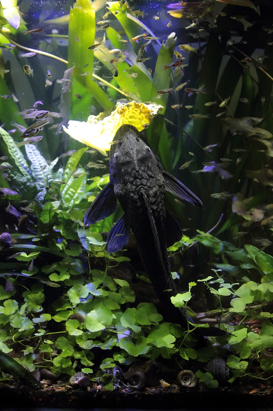 Projet 340l - Page 6 Pleco_11