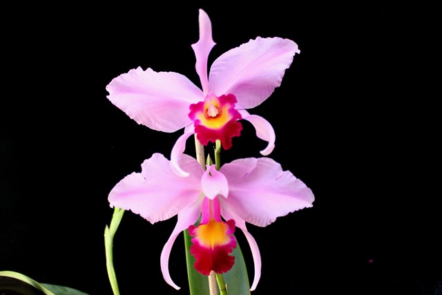 Orchideen 2011 - 2015 Teil 1 - Seite 59 Img_0724