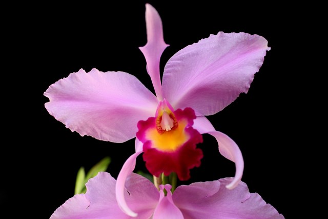 Orchideen 2011 - 2015 Teil 1 - Seite 59 Img_0725