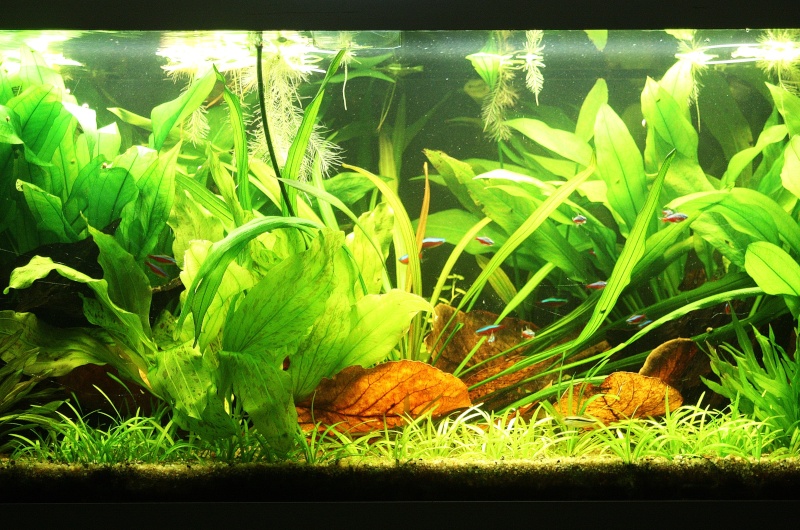 350l biotope amazonien - Page 6 01310