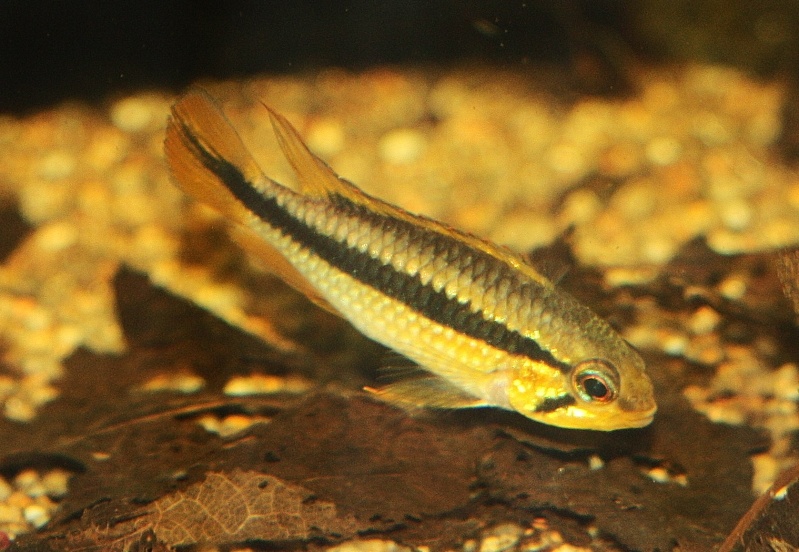 120l apistogramma agassizii sauvage 01510