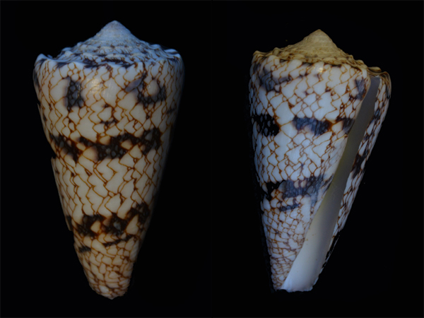 Conus (Conus) araneosus nicobaricus  Hwass in Bruguière, 1792 Cone-010