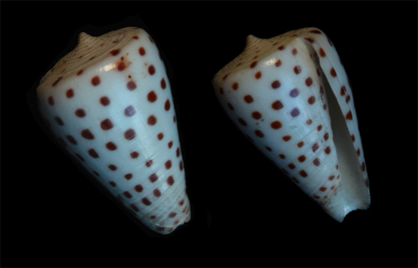 Conus (Tesselliconus) crassus  GB Sowerby II, 1858 voir Conus (T.) eburneus Cone-118