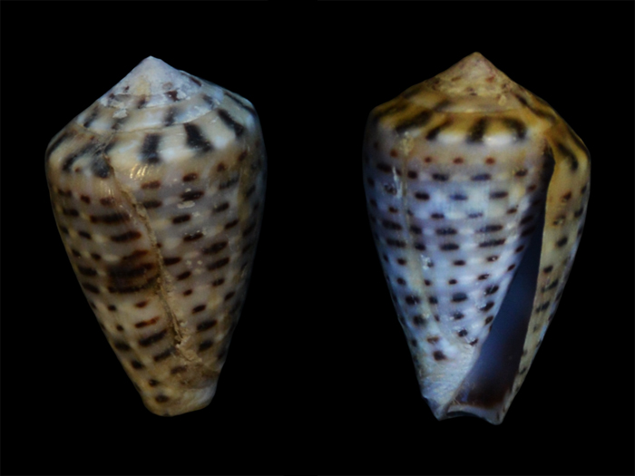 Conus (Virroconus) taeniatus Hwass in Bruguière, 1792  Cone-210