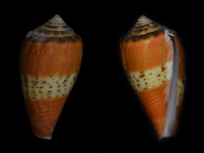 Conidae Conus (Rubroconus) coccineus   Gmelin, 1791 Cone-214