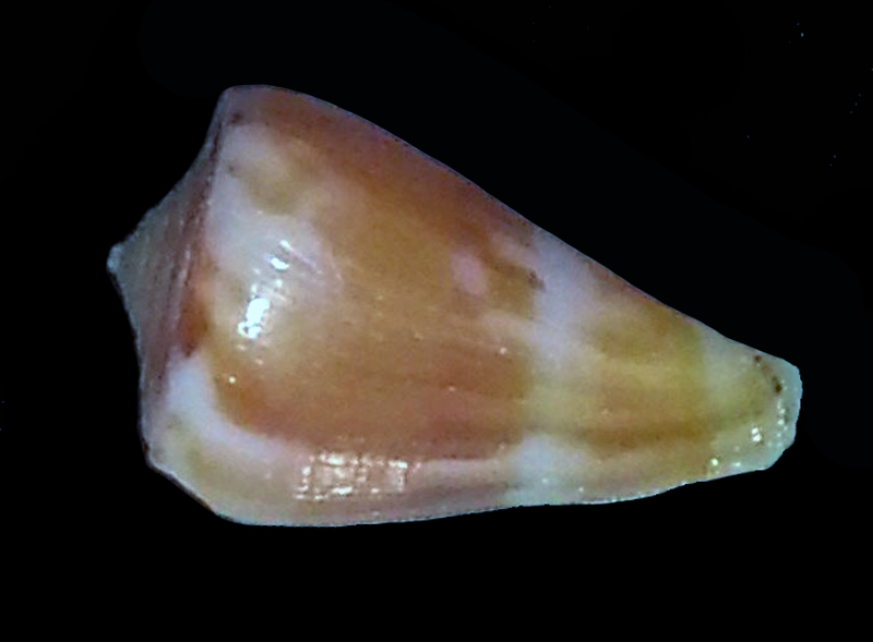 Conus (Splinoconus) sazanka cf  d'Afrique du sud ...  Cone-s10