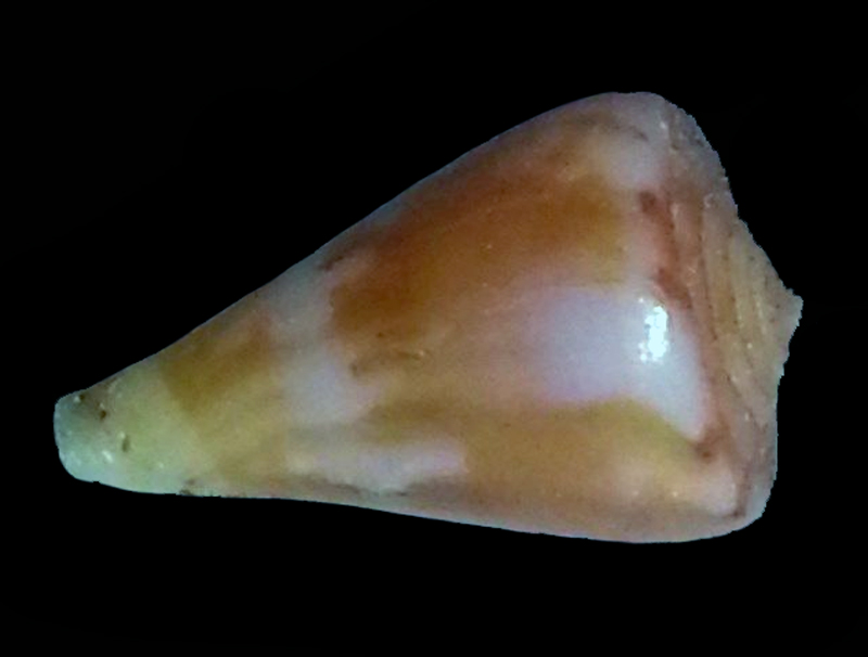 Conus (Splinoconus) sazanka cf  d'Afrique du sud ...  Cone-s12