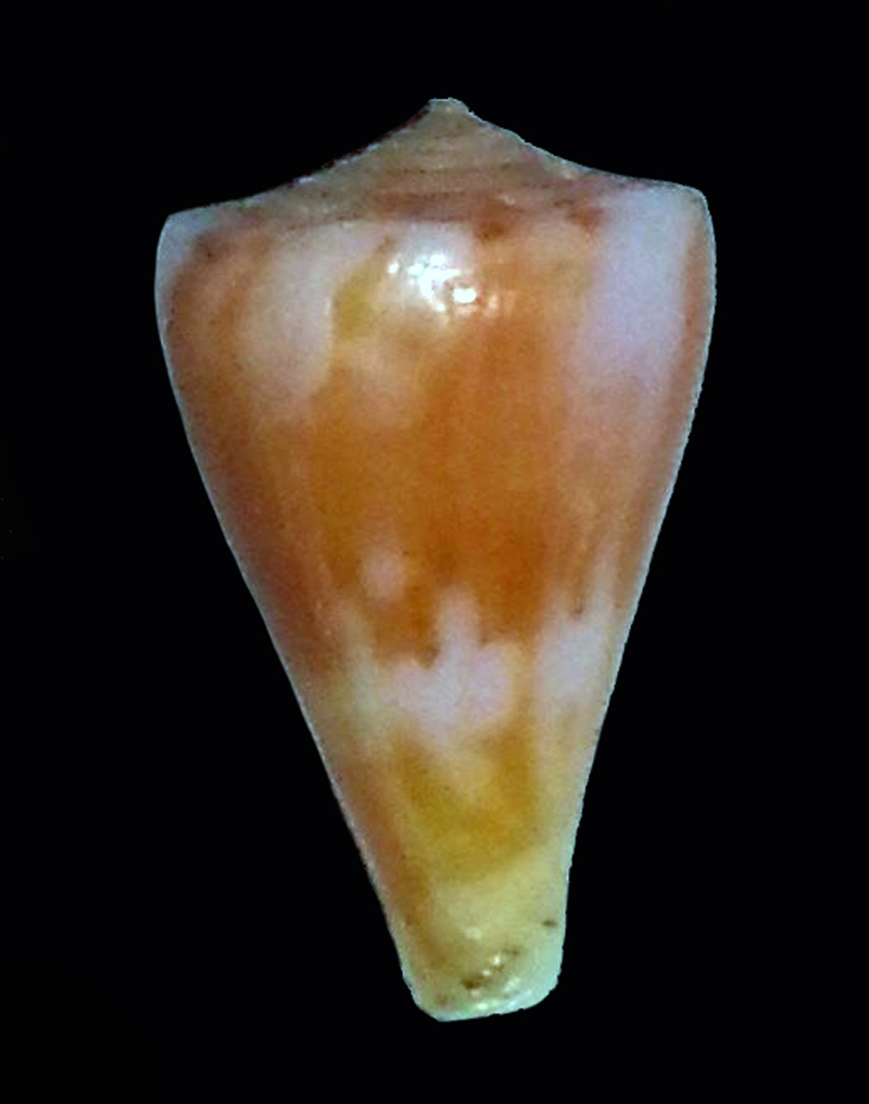 Conus (Splinoconus) sazanka cf  d'Afrique du sud ...  Cone-s13