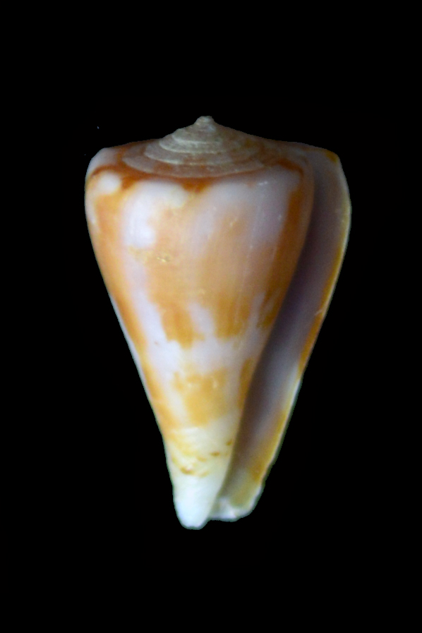 Conus (Splinoconus) sazanka cf  d'Afrique du sud ...  Conus-10