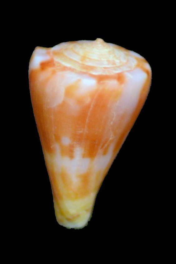 Conus (Splinoconus) sazanka cf  d'Afrique du sud ...  Conus-11
