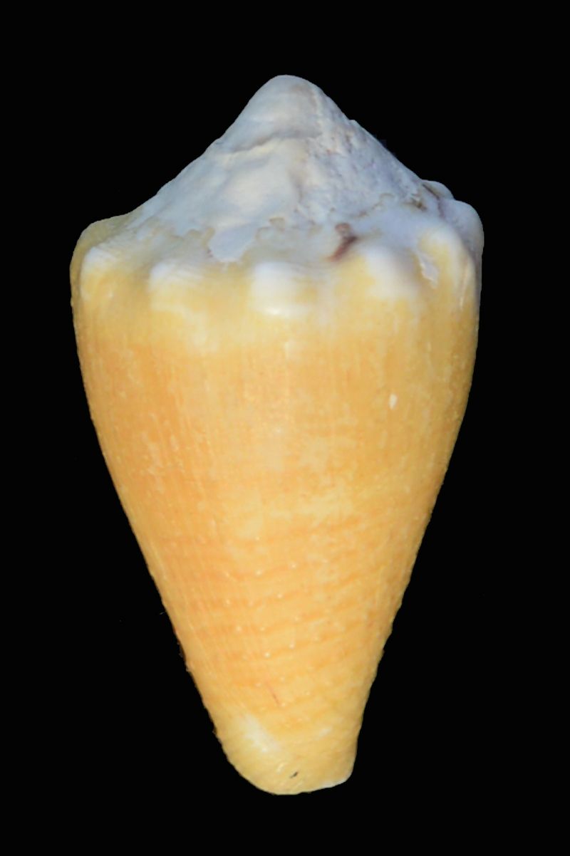 Conus (Stephanoconus) regius citrinus  (Gmelin, 1791) Dsc_4218