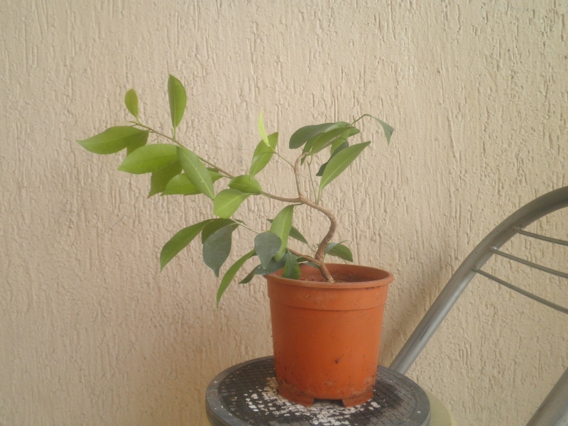 le mie talee/ P5140124