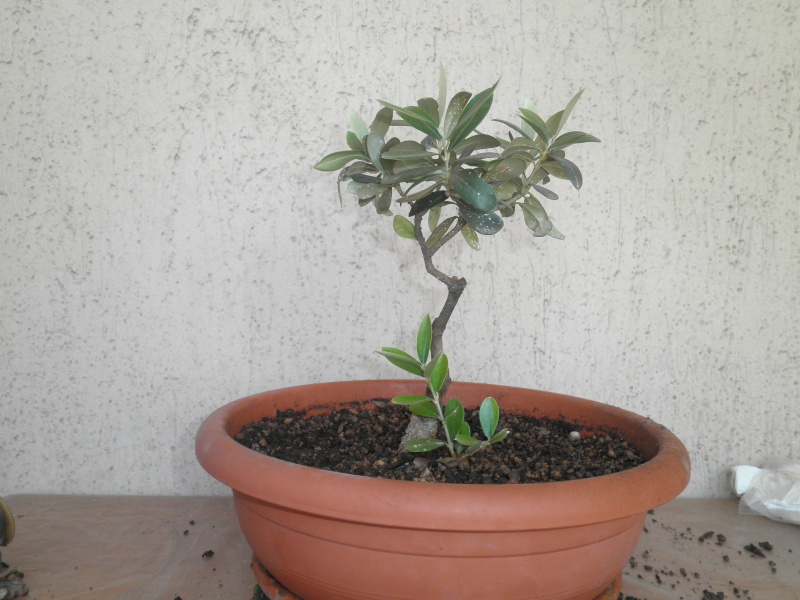 pianta di olivo - Pagina 5 Pa212013