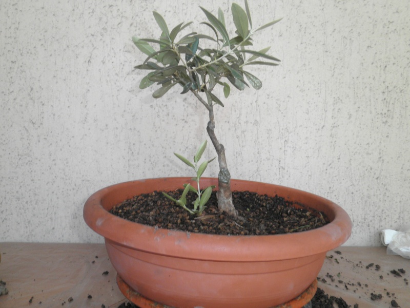 pianta di olivo - Pagina 5 Pa212014