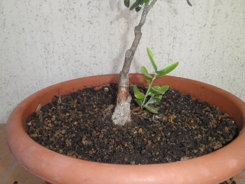 pianta di olivo - Pagina 5 Pa212016