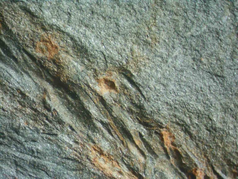 Lycopodites Brongniart , 1822 . Lyco110