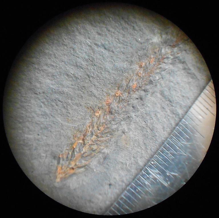 Lycopodites Brongniart , 1822 . Lyco210