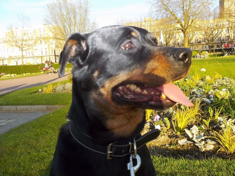 Votre RottWeiler - Page 2 19075710