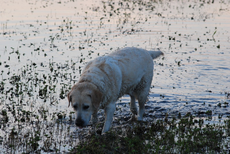 Akacha adorable labrador beige née en 2005 - Refuge SPA de Forbach 28210