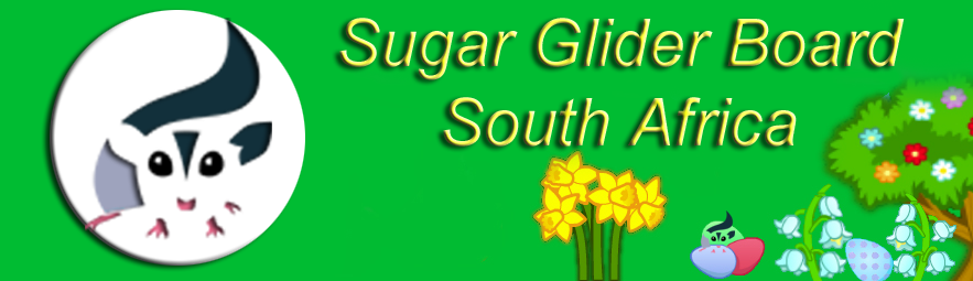 Sugar Glider Info South Africa