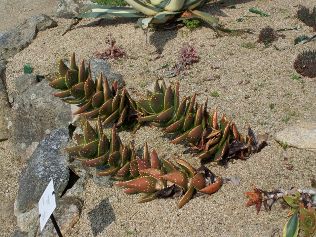 Aloe mitriformis - Aloe perfoliata Aloe_d10