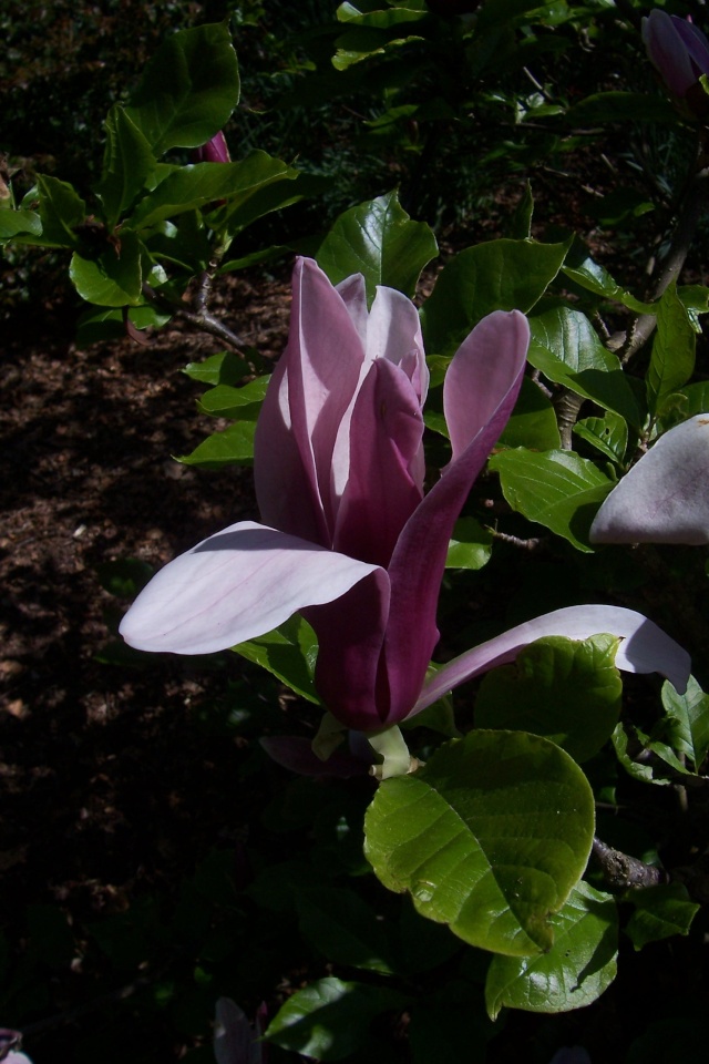 Magnolia liliiflora et hybrides Magnol10