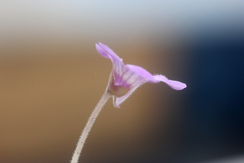 Identification d'une Pinguicula ?? SVP  Ping110