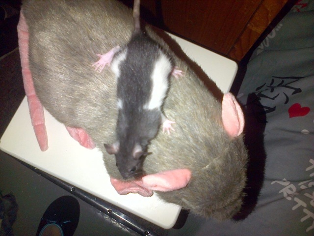 Sam, Dexter et Twitch, mes trois ratous  Vers_l16