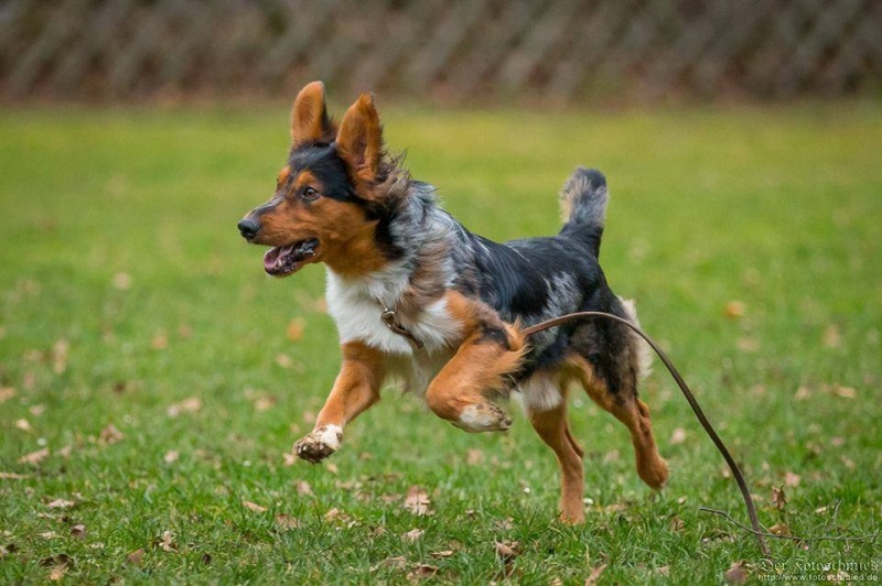 Konstantin, 1 1/2 Jahre alt, Jack Russel- Border- Mix 12398510