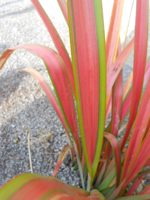 Les feuilles -une splendeur 02_05_10