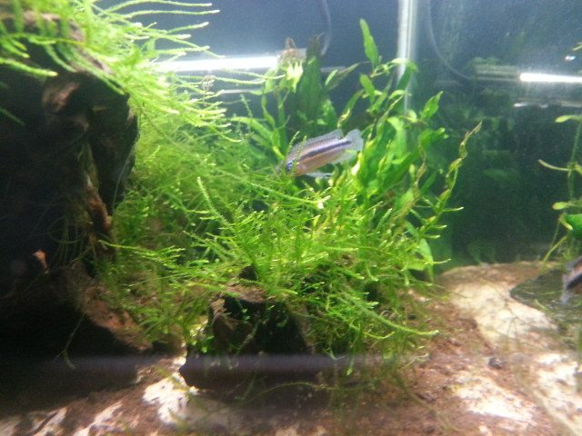 apistogramma - Apistogramma Paucisquamis F0 20140413