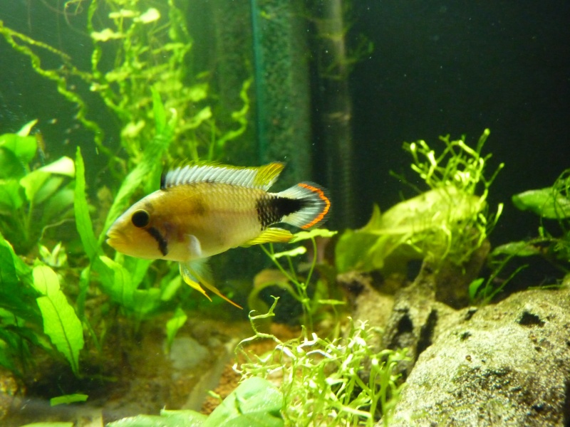 apistogramma - Apistogramma Panduro mâle F0 femelle (mush30) Apisto11