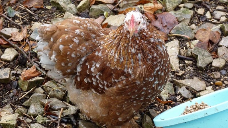 Choix d'une petite race de poule calme et pondeuse P1070511