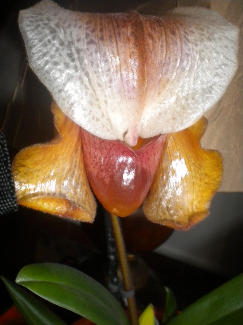 Une bouée pour mon orchidée  Orchid12